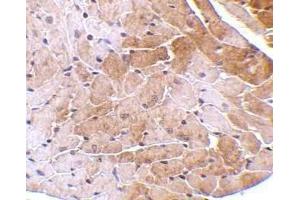Immunohistochemical staining of CIDE-A in mouse heart tissue with CIDE-A antibody at 5μg/ml. (CIDEA anticorps  (AA 200-214))