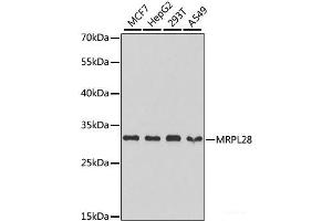 Western blot analysis of extracts of various cell lines using MRPL28 Polyclonal Antibody at dilution of 1:1000. (MRPL28 anticorps)