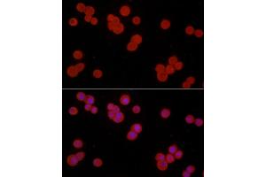 Immunofluorescence analysis of HT-29 cells using S100 Rabbit pAb (ABIN3015803, ABIN3015804, ABIN3015805, ABIN1682607 and ABIN6219148) at dilution of 1:50 (40x lens).