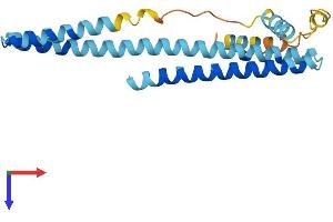 AlphaFold protein structure predicition of Mouse Recombinant Chmp1a Protein, UniprotID Q921W0