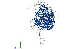 AlphaFold protein structure predicition of Human Recombinant DIS3L2 Protein, UniprotID Q8IYB7
