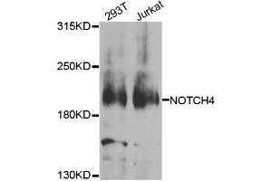 Western blot analysis of extracts of 293T and Jurkat cell lines, using NOTCH4 antibody. (NOTCH4 anticorps)
