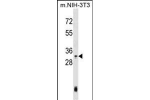 Mouse Hoxc4 Antibody (Center) (ABIN1537848 and ABIN2848939) western blot analysis in mouse NIH-3T3 cell line lysates (35 μg/lane). (HOXC4 anticorps  (AA 139-166))