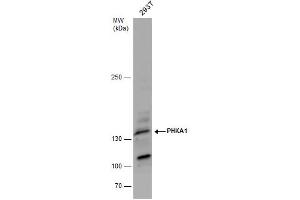 WB Image PHKA1 antibody detects PHKA1 protein by western blot analysis.