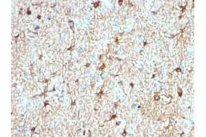 Formalin-fixed, paraffin-embedded human Cerebellum stained with GFAP Rabbit Recombinant Monoclonal Antibody (ASTRO/1974R). (Recombinant GFAP anticorps)
