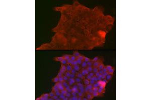 Immunofluorescence analysis of A-431 cells using PIGR Rabbit pAb (ABIN6128562, ABIN6145618, ABIN6145620 and ABIN6221728) at dilution of 1:150 (40x lens). (PIGR anticorps  (AA 661-764))