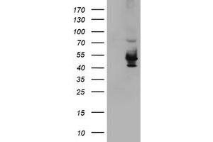 Western Blotting (WB) image for anti-Potassium Voltage-Gated Channel, Shaker-Related Subfamily, beta Member 1 (KCNAB1) antibody (ABIN1498999) (KCNAB1 anticorps)