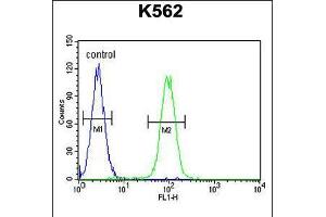 Flow cytometric analysis of K562 cells (right histogram) compared to a negative control cell (left histogram). (DDX11 anticorps  (C-Term))