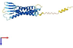 AlphaFold protein structure predicition of Mouse Recombinant Cldn22 Protein, UniprotID Q9D7U6