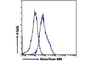 (ABIN185533) Flow cytometric analysis of paraformaldehyde fixed U251 cells (blue line), permeabilized with 0.