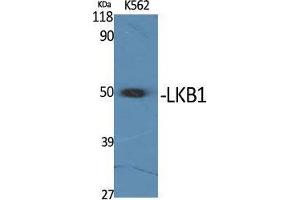 Western Blot (WB) analysis of K562 cells using LKB1 Polyclonal Antibody.