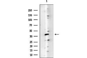 Western blot analysis of lysates from HUVEC cells, using GPS2 Mouse Monoclonal Antibody at 1/1000 dilution.