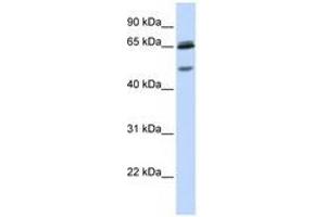 Image no. 1 for anti-gamma-aminobutyric Acid (GABA) A Receptor, gamma 2 (GABRG2) (AA 36-85) antibody (ABIN6741495) (GABRG2 anticorps  (AA 36-85))