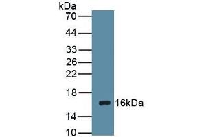 Detection of Recombinant DRD1, Rat using Polyclonal Antibody to Dopamine Receptor D1 (DRD1) (Dopamine Receptor d1 anticorps  (AA 338-446))