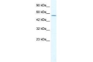 WB Suggested Anti-KCNA10 Antibody Titration:  1. (KCNA10 anticorps  (Middle Region))