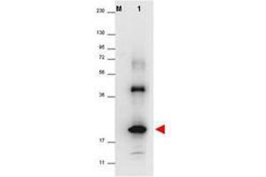 Image no. 1 for anti-Interleukin 32 (IL32) antibody (ABIN1102492) (IL32 anticorps)