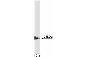 Western blot analysis of Rap1 on a Jurkat cell lysate.