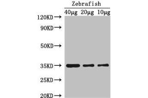 Western Blot Positive WB detected in: Zebrafish 40 μg, 20 μg, 10 μg All lanes: Sox2 antibody at 3 μg/mL Secondary Goat polyclonal to rabbit IgG at 1/50000 dilution Predicted band size: 35 kDa Observed band size: 35 kDa