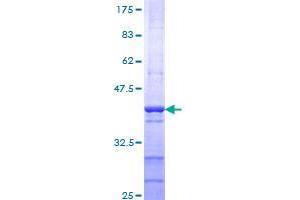 Image no. 1 for TAF1 RNA Polymerase II, TATA Box Binding Protein (TBP)-Associated Factor, 210kDa-Like (TAF1L) (AA 1532-1641) protein (GST tag) (ABIN1322089)