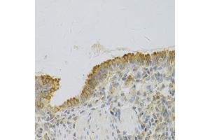 Immunohistochemistry of paraffin-embedded rat lung using PA2G4 Antibody (ABIN1876564) at dilution of 1:100 (40x lens). (PA2G4 anticorps)