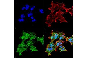 Immunocytochemistry/Immunofluorescence analysis using Mouse Anti-Alpha A Crystallin Monoclonal Antibody, Clone 1H3.