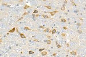 Immunohistochemistry analysis of paraffin-embedded mouse cerebellum using p39 (ABIN7074968) at dilution of 1: 1500 (p39 anticorps)