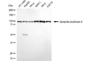 Western blotting analysis using dipeptidyl peptidase 8 antibody (ABIN7798346).