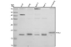 Western blot analysis of NME3 using anti-NME3 antibody (ABIN7825619).