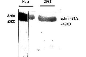Western Blot (WB) analysis of specific cells using Ephrin-B1/2 Polyclonal Antibody.