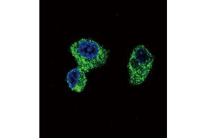 Confocal immunofluorescent analysis of PIGR Antibody (C-term) (ABIN652495 and ABIN2842333) with HepG2 cell followed by Alexa Fluor 488-conjugated goat anti-rabbit lgG (green). (PIGR anticorps  (C-Term))