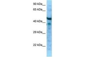 Image no. 1 for anti-Microfibrillar Associated Protein 1 (MFAP1) (AA 61-110) antibody (ABIN6748219) (MFAP1 anticorps  (AA 61-110))