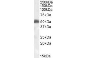 ABIN238589 (1µg/ml) staining of human brain (hippocampus) lysate (35µg protein in RIPA buffer).