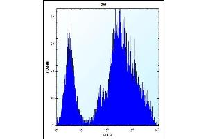 anti-MYC Induced Nuclear Antigen (MINA) (AA 1-30), (N-Term) antibody
