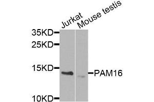 Western blot analysis of extracts of various cell lines, using PAM16 antibody (ABIN6003607) at 1/1000 dilution. (MAGMAS anticorps)