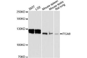 Western blot analysis of extracts of various cell lines, using ITGA8 antibody. (ITGA8 anticorps)