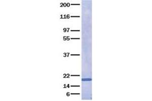 Validation with Western Blot (IL28A Protéine)