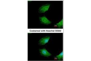 ICC/IF Image Immunofluorescence analysis of methanol-fixed HeLa, using CIAPIN1, antibody at 1:200 dilution.