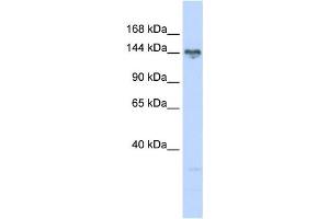 Western Blotting (WB) image for anti-TBC1 (Tre-2/USP6, BUB2, Cdc16) Domain Family, Member 1 (TBC1D1) antibody (ABIN2459859) (TBC1D1 anticorps)