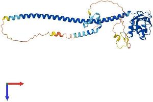 AlphaFold protein structure predicition of Human Recombinant TRAF1 Protein, UniprotID Q13077