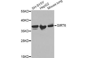 Western blot analysis of extracts of various cell lines, using ANXA2 Antibody. (Annexin A2 anticorps)