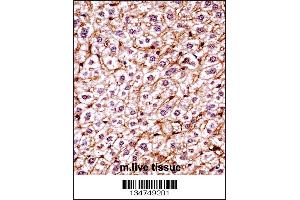 Mouse Csnk1e Antibody immunohistochemistry analysis in formalin fixed and paraffin embedded mouse live tissue followed by peroxidase conjugation of the secondary antibody and DAB staining.