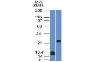 Western Blot Analysis (1) Human CD79b recombinant fragment and (2) Raji cell lysate using CD79b Mouse Monoclonal Antibody (IGB/1843).