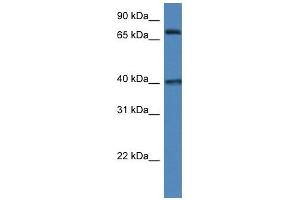 Western Blot showing MPO antibody used at a concentration of 1 ug/ml against 293T Cell Lysate (Myeloperoxidase anticorps  (N-Term))