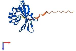 AlphaFold protein structure predicition of Mouse Recombinant Nudt3 Protein, UniprotID Q9JI46