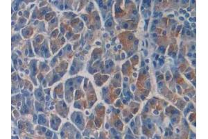 Detection of SEPT5 in Human Pancreas Tissue using Polyclonal Antibody to Septin 5 (SEPT5)