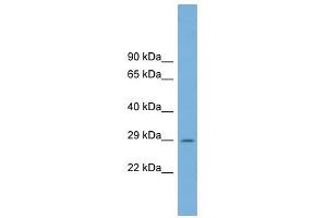 C1ORF43 antibody used at 1 ug/ml to detect target protein. (C1orf43 anticorps  (Middle Region))