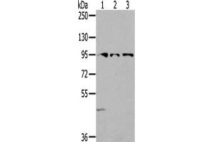 Gel: 6 % SDS-PAGE,Lysate: 40 μg,Lane 1-3: 293T cells, Lovo cells, HepG2 cells,Primary antibody: ABIN7192301(SEMA6A Antibody) at dilution 1/200 dilution,Secondary antibody: Goat anti rabbit IgG at 1/8000 dilution,Exposure time: 2 minutes (SEMA6A anticorps)