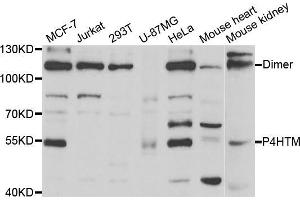 Western blot analysis of extracts of various cell lines, using P4HTM antibody (ABIN5973620) at 1/1000 dilution. (P4HTM anticorps)