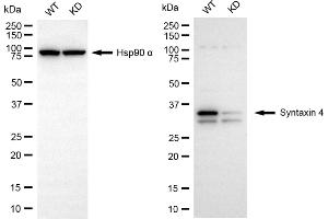 Western blotting analysis using syntaxin 4 antibody (ABIN7800496). (Recombinant Syntaxin 4 anticorps)