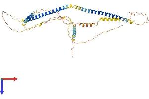 AlphaFold protein structure predicition of Mouse Recombinant Spz1 Protein, UniprotID Q99MY0